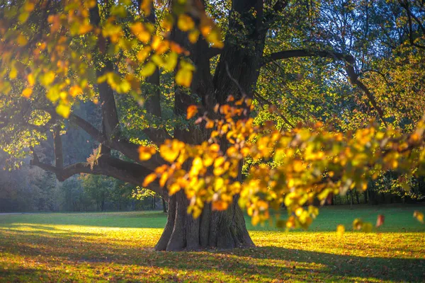 Viejo Tilo Otoño Parque Del Castillo Budatin Cerca Zilina Eslovaquia — Foto de Stock