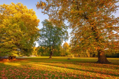 Sonbahar manzarası, gün batımında ağaçları olan bir park.