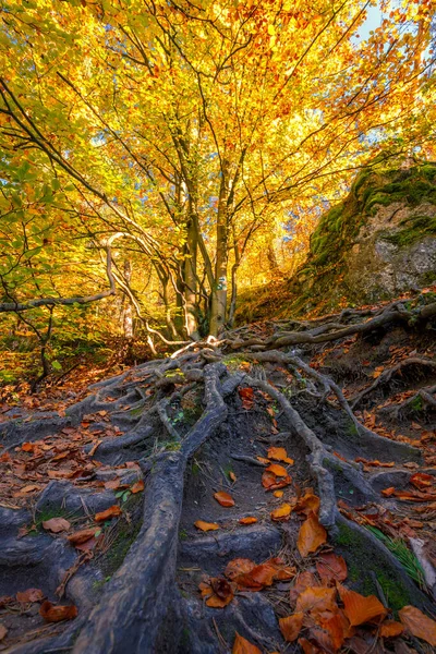 Boom Met Grote Wortels Herfstkleuren Het Nationaal Natuurreservaat Sulov Rocks — Stockfoto