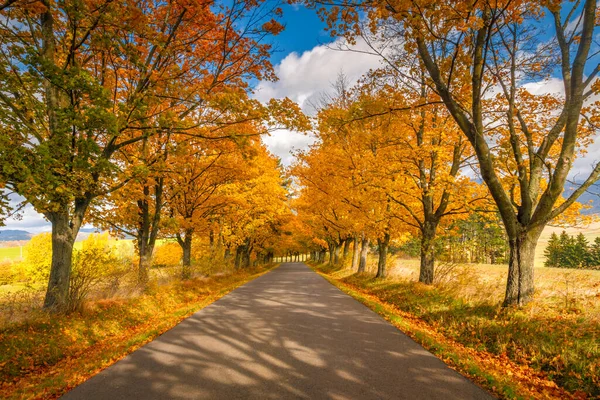 Estrada Forrada Com Árvores Coloridas Outono — Fotografia de Stock