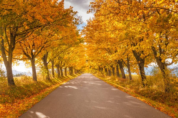 Straße Herbst Mit Bunten Bäumen Gesäumt — Stockfoto