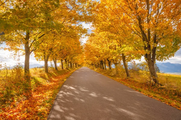 Estrada Forrada Com Árvores Coloridas Outono — Fotografia de Stock