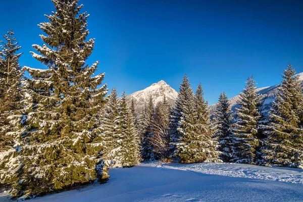 Invierno Paisaje Nevado Montaña Día Soleado Colina Velky Rozsutec Parque — Foto de Stock