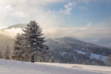Güneşli bir günde kış manzarasının ön planında karlı ladin. Slovakya 'nın kuzeybatısındaki Mala Fatra Milli Parkı, Avrupa.