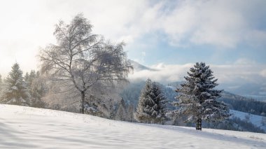 Güneşli bir günde karlı ağaçlar ve dağlarla kaplı kış manzarası. Slovakya 'nın kuzeybatısındaki Mala Fatra Milli Parkı, Avrupa.