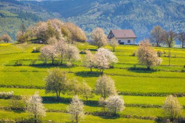 Güneşli bir günde çiçek açan meyve ağaçlarıyla ilkbahar kırsal manzarası. Orta Slovakya 'daki Hrinova köyü, Avrupa.