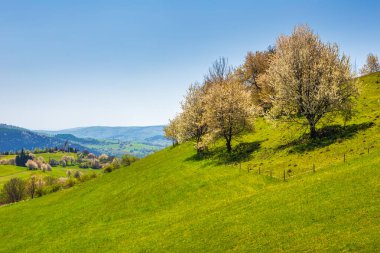 Güneşli bir günde çiçek açan meyve ağaçlarıyla ilkbahar kırsal manzarası. Orta Slovakya 'daki Hrinova köyü, Avrupa.