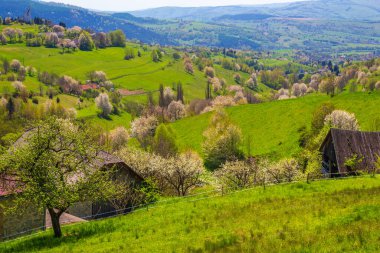 Güneşli bir günde çiçek açan meyve ağaçlarıyla ilkbahar kırsal manzarası. Orta Slovakya 'daki Hrinova köyü, Avrupa.