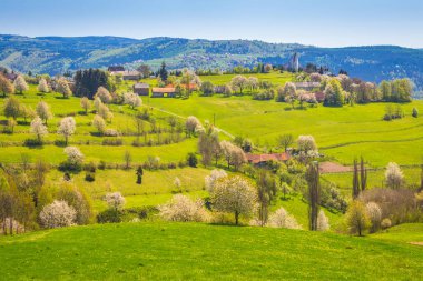 Güneşli bir günde çiçek açan meyve ağaçlarıyla ilkbahar kırsal manzarası. Orta Slovakya 'daki Hrinova köyü, Avrupa.