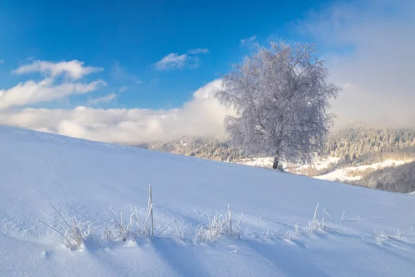 View Snowy Winter Landscape Tree Covered Rime Ice Sunny Day — Foto Stock