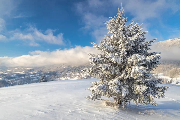 Snowy Spruce Foreground Winter Landscape Sunny Day Mala Fatra National — Stockfoto