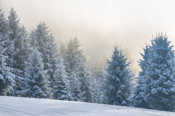 Beautiful Winter Landscape Snowy Spruce Trees Fog Sunny Day Mala — Stockfoto