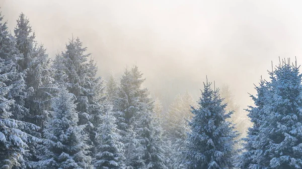 Hermoso Paisaje Invernal Abetos Nevados Niebla Día Soleado Parque Nacional —  Fotos de Stock