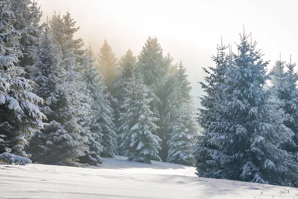 Beautiful Winter Landscape Snowy Spruce Trees Fog Sunny Day Mala — Stockfoto