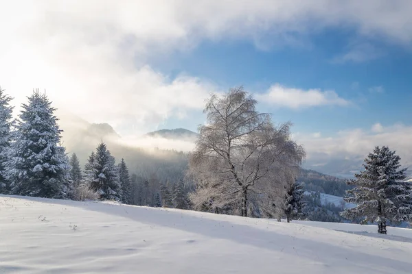 Güneşli bir günde karlı ağaçlar ve dağlarla kaplı kış manzarası. Slovakya 'nın kuzeybatısındaki Mala Fatra Milli Parkı, Avrupa.