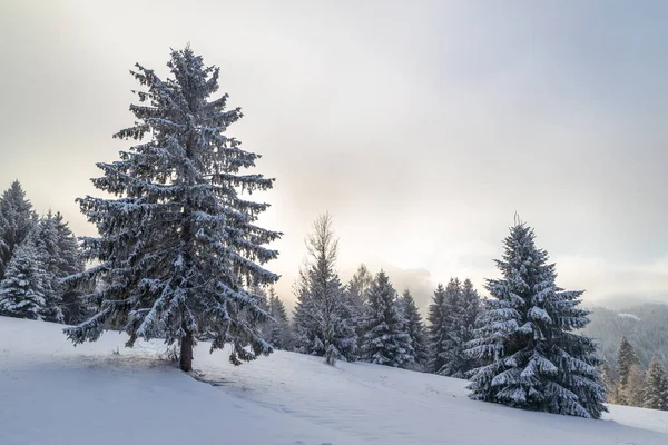 Beautiful Winter Landscape Snowy Spruce Trees Fog Sunny Day Mala — Stock Photo, Image