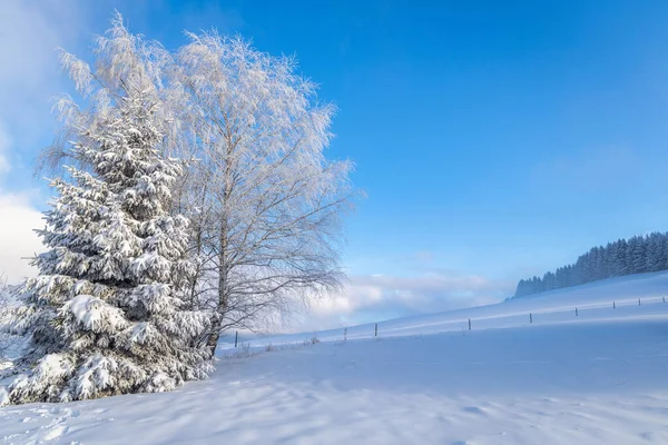 Snowy Trees Foreground Winter Landscape Sunny Day Mala Fatra National — Stockfoto