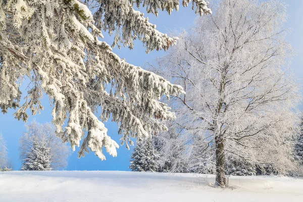 View Snowy Winter Landscape Trees Covered Rime Ice Sunny Day — Stockfoto