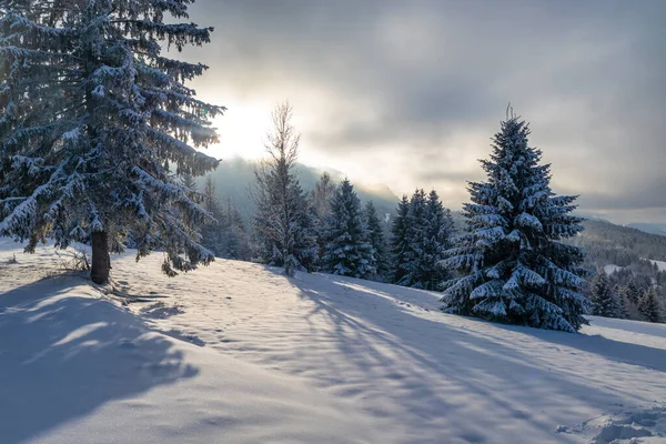 Beautiful Winter Landscape Snowy Spruce Trees Mala Fatra National Park — Stockfoto
