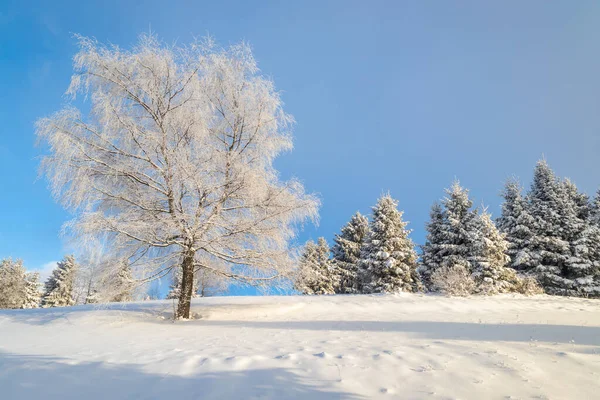 View Snowy Winter Landscape Trees Covered Rime Ice Sunny Day — Stockfoto