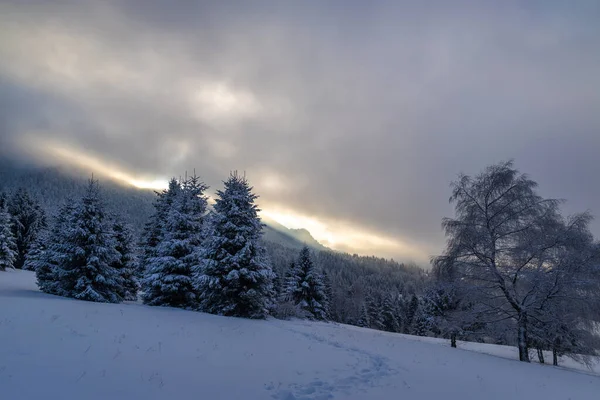 Hermoso Paisaje Invernal Abetos Nevados Parque Nacional Mala Fatra Noroeste —  Fotos de Stock