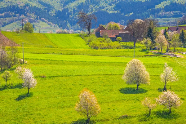 Güneşli bir günde çiçek açan meyve ağaçlarıyla ilkbahar kırsal manzarası. Orta Slovakya 'daki Hrinova köyü, Avrupa.