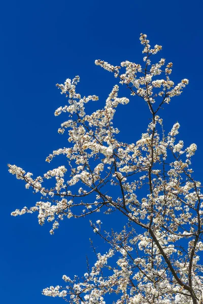 Kwitnące Gałęzie Wiśni Tłem Błękitnego Nieba — Zdjęcie stockowe