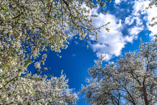 Bloeiende Kronen Van Appelbomen Met Een Achtergrond Van Blauwe Lucht — Stockfoto