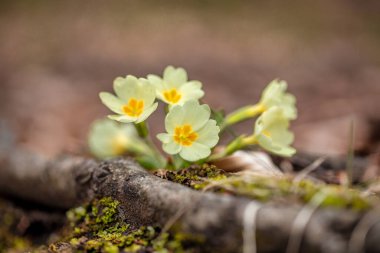 Primula vulgaris, ormandaki çiçek..