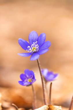 Bulanık arkaplanda ayrıntılı bir görünümde Anemone hepatica çiçeği.