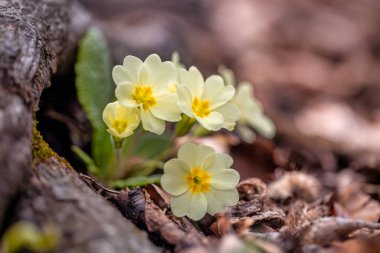 Primula vulgaris, ormandaki çiçek..