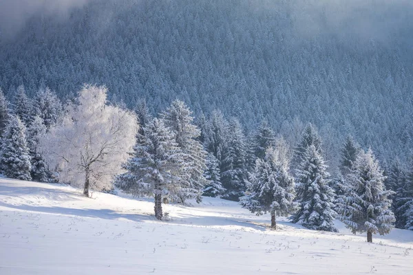 Vista Paisaje Invernal Nevado Con Árboles Cubiertos Hielo —  Fotos de Stock