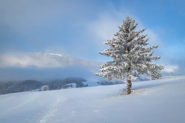 Snowy Spruce Foreground Winter Landscape Sunny Day Mala Fatra National — Stockfoto