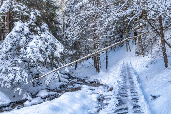 Snöigt Vinterlandskap Med Träbro Turiststig Genom Smal Ravin Med Vild — Stockfoto