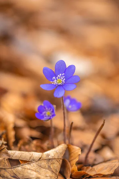 Anémona Flor Hepatica Una Vista Detallada Sobre Fondo Borroso — Foto de Stock