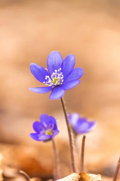 背景のぼやけについての詳細ビューでAnemone肝斑花 — ストック写真