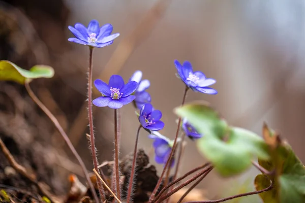 Anemone Hepatica Fleur Dans Une Vue Détaillée Sur Fond Flou — Photo