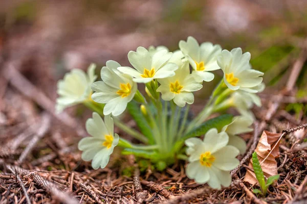 Primula Vulgaris Ormandaki Çiçek — Stok fotoğraf