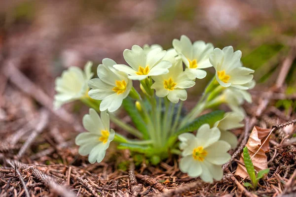 Primula Vulgaris Kvetoucí Pralese — Stock fotografie