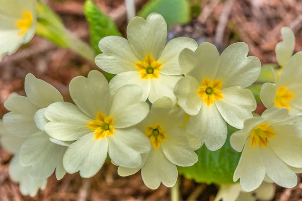 Primula Vulgaris Fleur Onagre Dans Forêt — Photo