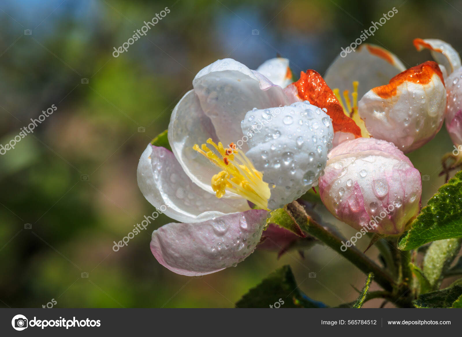 Яблочный Цвет Капельками Воды Близком Плане Размытом Фоне Стоковое.