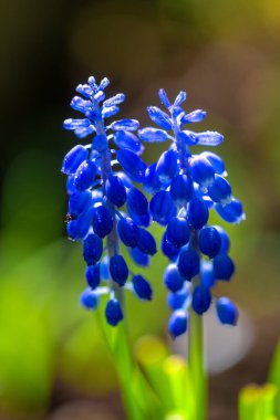 Muscari - üzümlü sümbül çiçekleri ve su damlaları bulanık arkaplanda yakın plan görüntüsü.