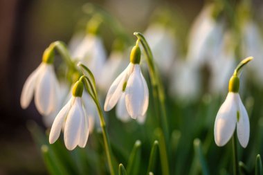 Kar damlası, Latince adı Galanthus nivalis, baharda açan beyaz çiçekler..