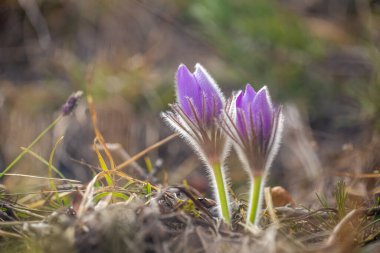 Pulsatilla grandis, büyük pask çiçekler. Bahar mevsiminde bulanık bir arkaplanda mor çiçekler.
