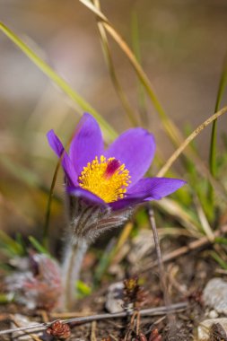 Pulsatilla grandis, daha büyük pask çiçeği. Bahar mevsiminde bulanık bir arkaplanda mor çiçek.