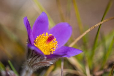 Pulsatilla grandis, daha büyük pask çiçeği. Bahar mevsiminde bulanık bir arkaplanda mor çiçek.