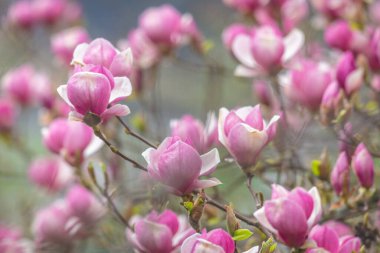 Bulanık arkaplanda çiçek açan manolya ağacı çiçeği.