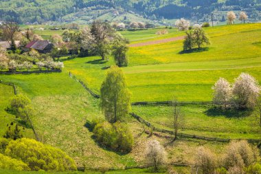 Güneşli bir günde çiçek açan meyve ağaçlarıyla ilkbahar kırsal manzarası. Orta Slovakya 'daki Hrinova köyü, Avrupa.