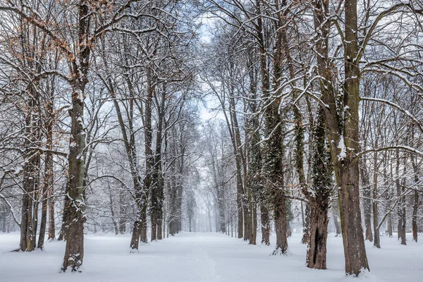 Snöig Trädpark Vintern — Stockfoto