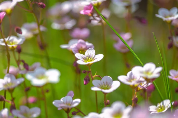 サクシフレガ 庭の石造りの花 被写界深度の浅い使用 — ストック写真